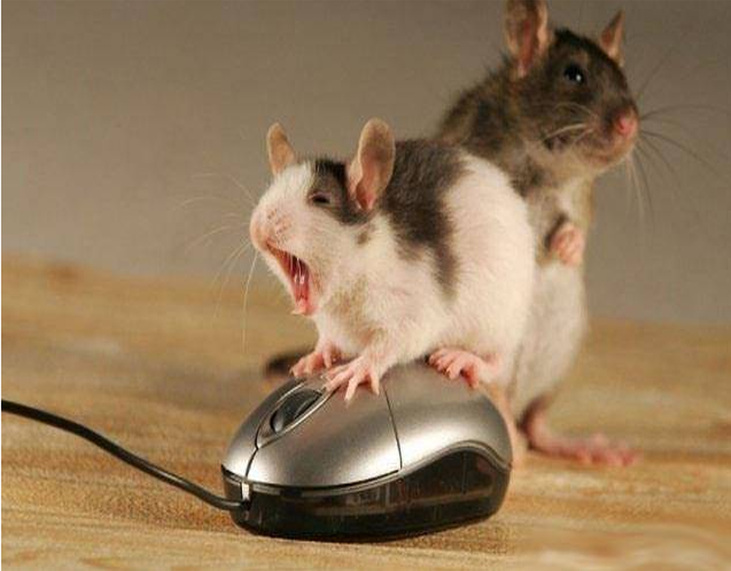إبعاد الفئران