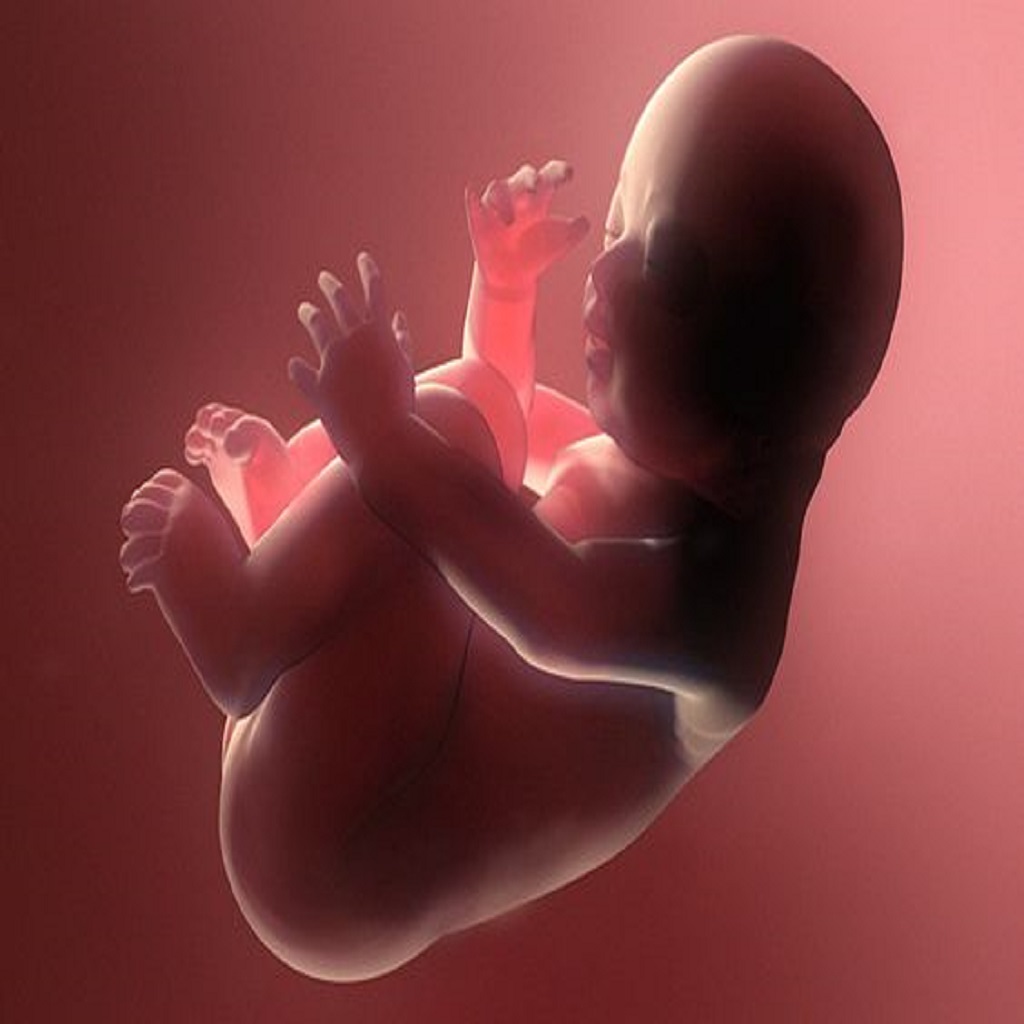 الجنين في الشهر السابع من الحمل كل ما يجب أن تعرفيه التربية الذكية