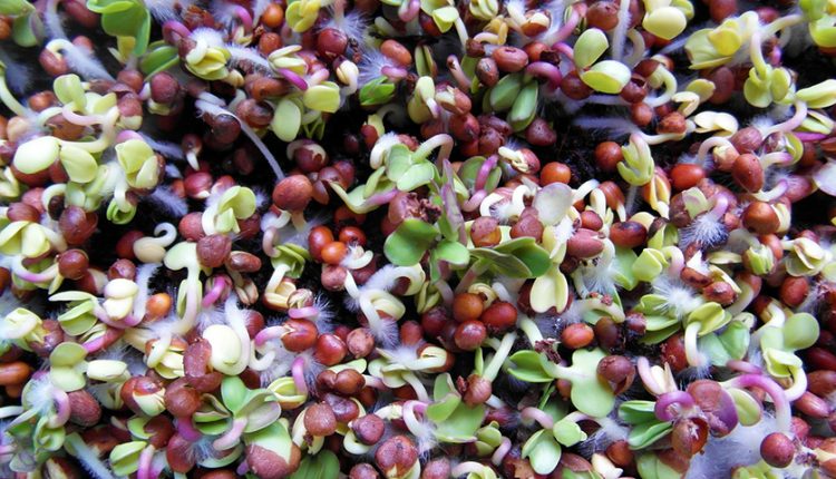 seedlings-243562_1280
