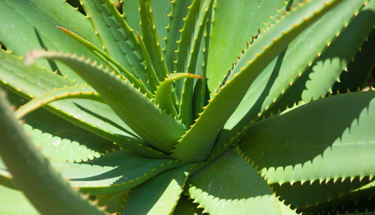 aloe vera publicdomaines