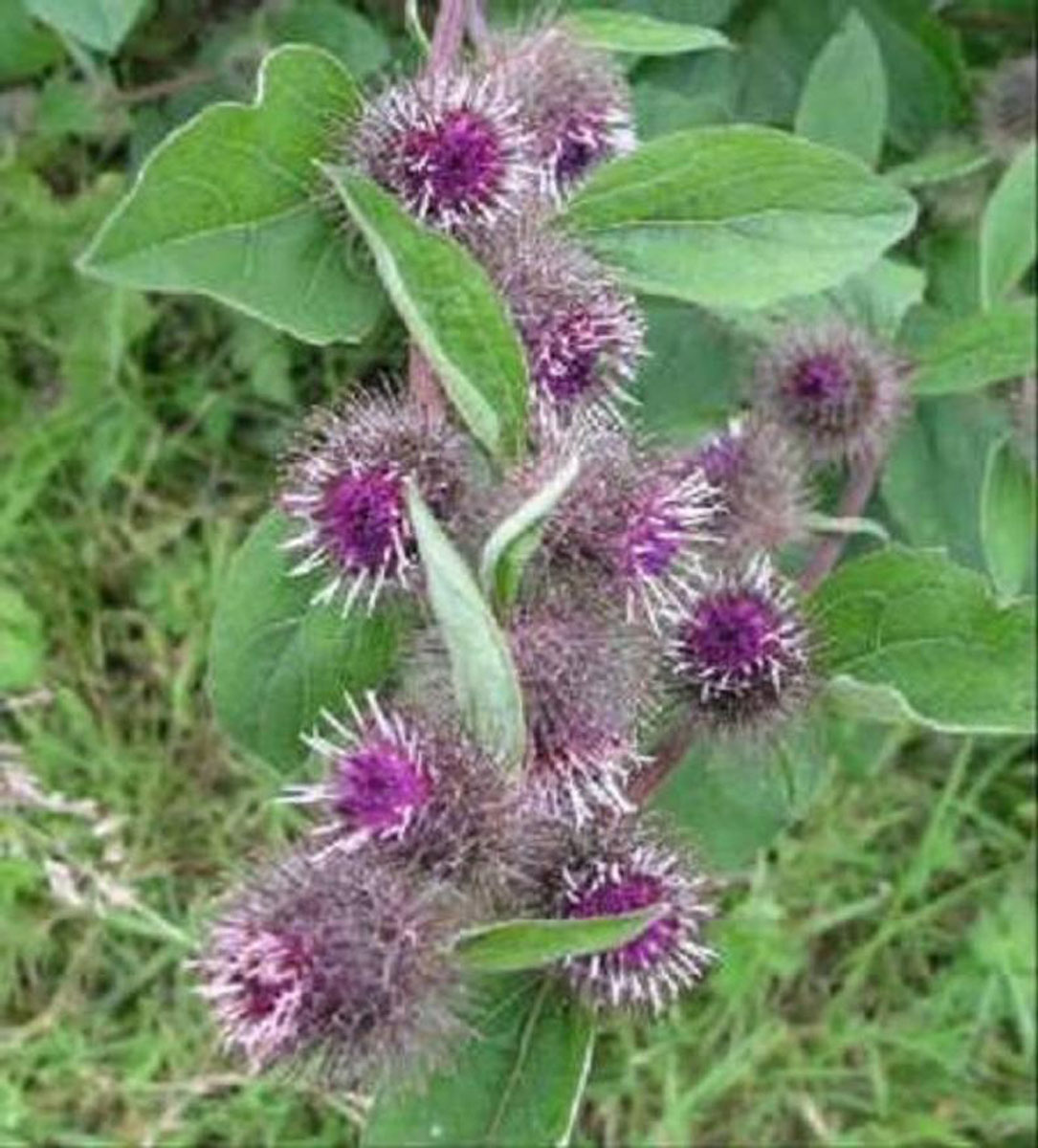 Животное и репейник тип. Arctium Lappa (Burdock) extract. Фиолетовый репейник. Фиолетовый лопух. Лопухи с фиолетовыми цветами.