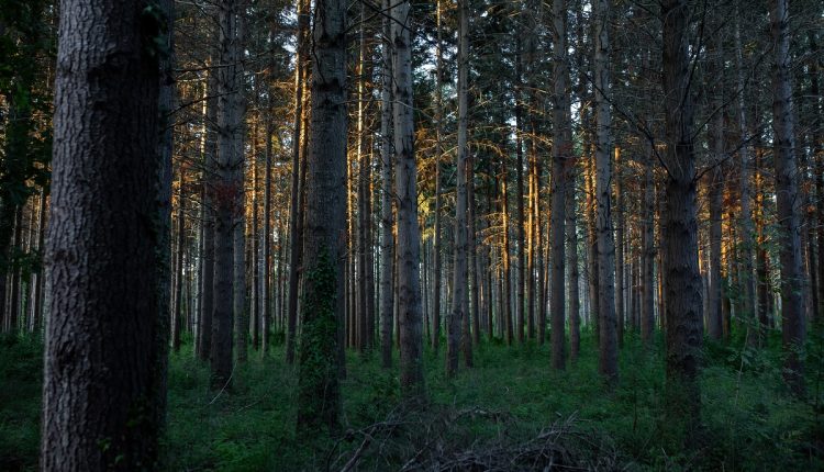 Breathtaking view of an amazing forest with lots of trees