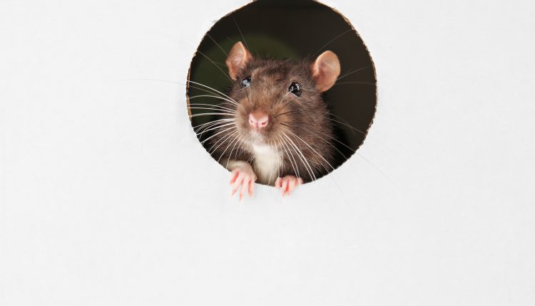 Cute funny rat looking out of hole in white cardboard