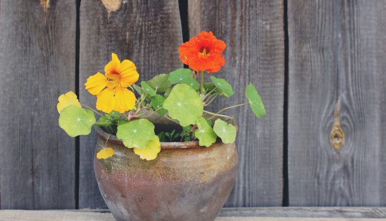 Nasturtium flower in a clay pot on wooden wall background.