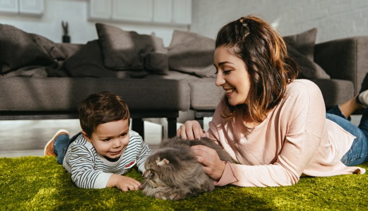 little boy and his mother playing with cute british longhair cat