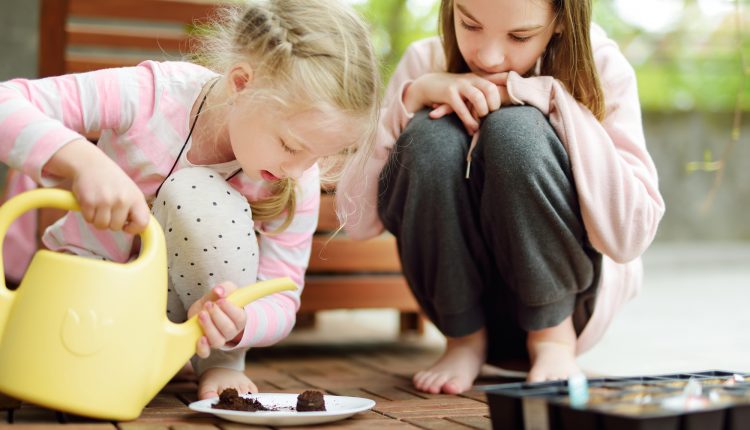 Two cute young sisters planting flowers and vegetables in small biodegradable seedling pots. Children helping with spring chores.