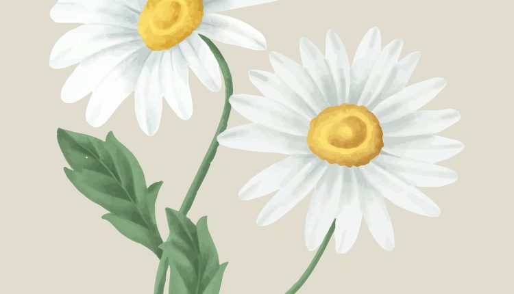 Vintage daisy flower vector