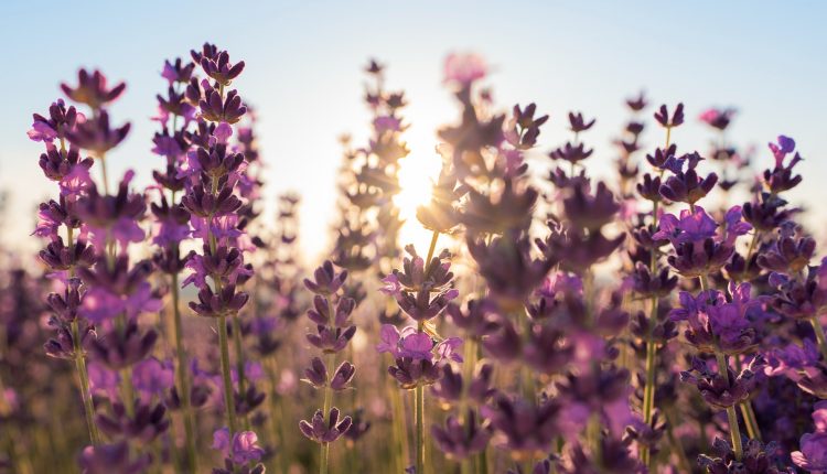 beautiful-lavender-flowers