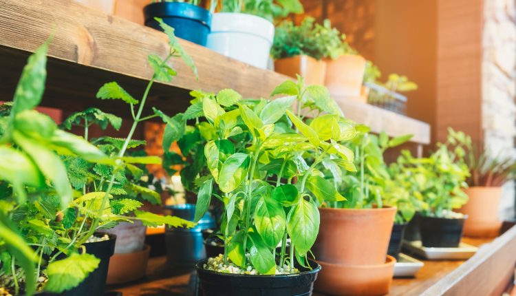 Holy Basil Herb Plant pots on wooden shelf Vegetable Home garden